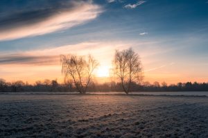 zwei Bäume auf einem frostigen Feld in Norddeutschland wärend eines strahlenden, winterlichen Sonnenaufgangs